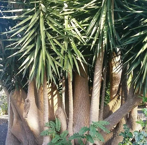 Casa El Porte Tatil Evi *